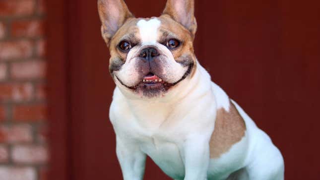 Image for article titled RIP to Beatrice, Modern Family&#39;s Beloved Dog Actor