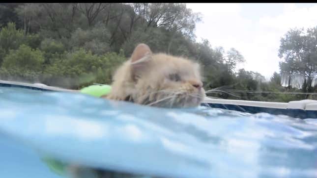 Image for article titled Follow This Swimming Cat&#39;s Example and Go to the Pool Immediately