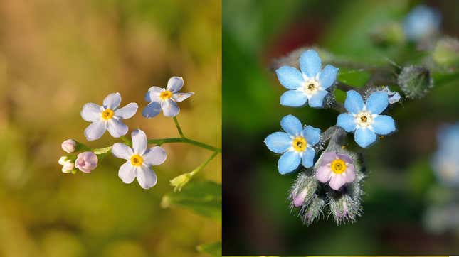 Left: Myosotis scorpioides, invasive weed. Right: Myosotis sylvatica, seed industry standard. Images from Ivar Leidus and Aka.