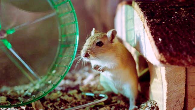 Image for article titled Lax PetSmart Background Check Allows Deranged Gerbil To Slip Through The Cracks