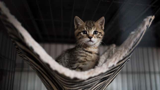 Image for article titled Deceased Cat Invited to Register to Vote in Georgia