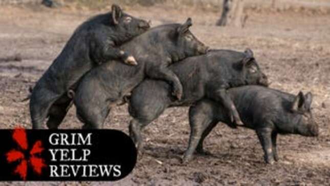 'Old Dudes Choking Their Chickens': Yelp's Grimmest Sex Club Reviews