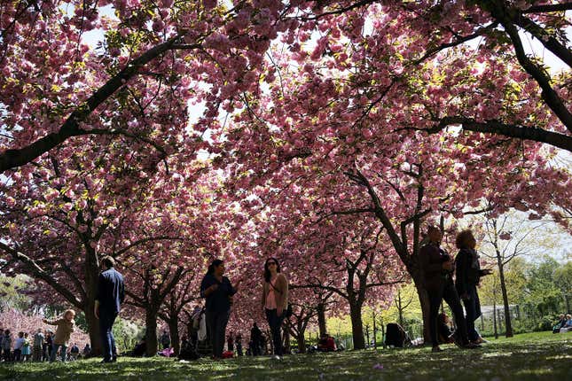 The Brooklyn Botanical Garden has been open for a few weeks. We encourage you to take a walk outside as summer winds down.