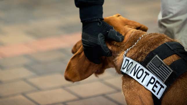 Transportation Security Administration K9 handler Steve Sanzillo pets his explosive detection dog Teddy during a demonstration at LaGuardia Airport on January 20, 2016 in the Queens Borough of New York City.