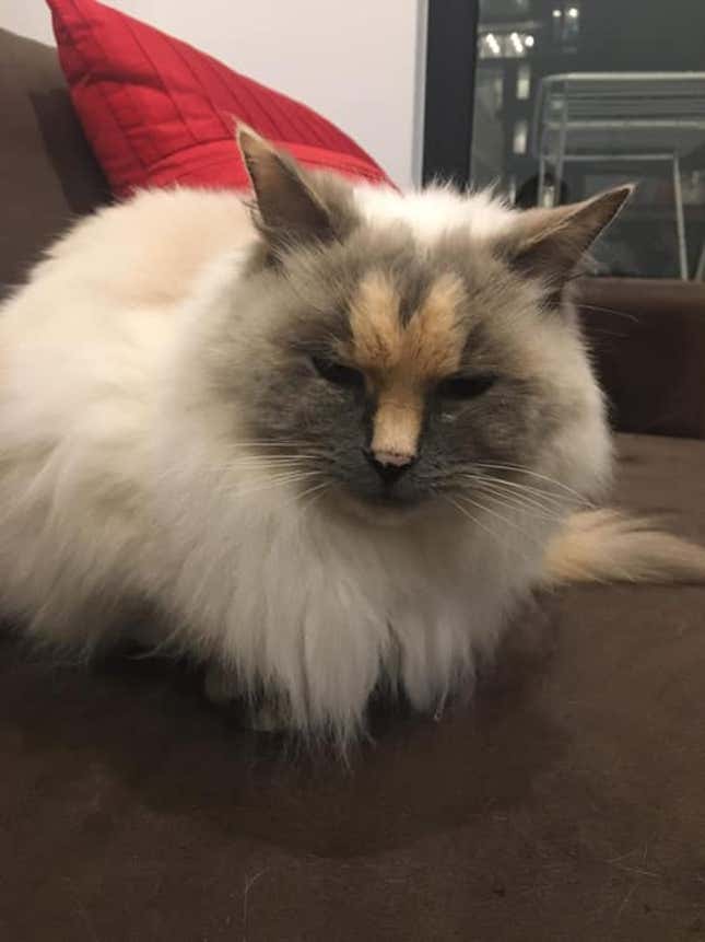 Image for article titled The 'Long Balls' on This Cat's Face Do Not Resemble a Penis