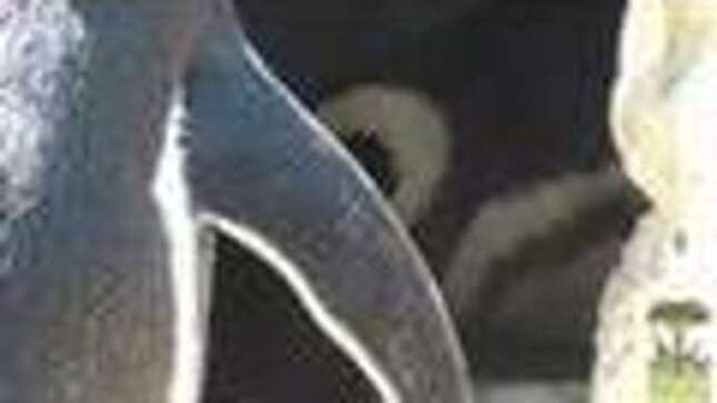 Linda The Penguin Breaks Up San Francisco's Same-Sex Penguin Couple