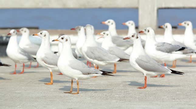 Image for article titled Noble falcons dispatched to combat asshole seagulls [Updated]