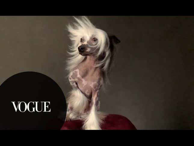 <i>Vogue</i> Coverage of the Westminster Dog Show Is Literally the Holy Grail