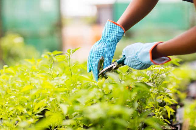 Image for article titled Senate Democrats Make ‘Historic’ Move Towards Providing Aid for Black Farmers