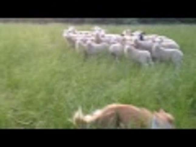 Sheepherding Dog Is Very Bad At Herding Sheep, Still Very Cute