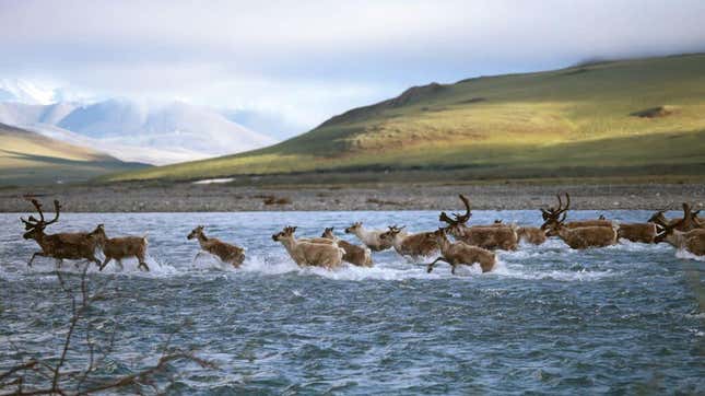 The Porcupine caribou herd in the Arctic National Wildlife Refuge.