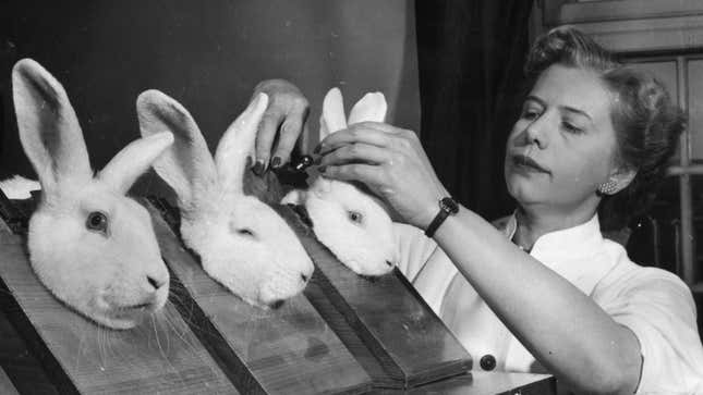 Image for article titled Whoever Kidnapped Darius, One of the World's Longest Living Rabbits, Is Going to Hell