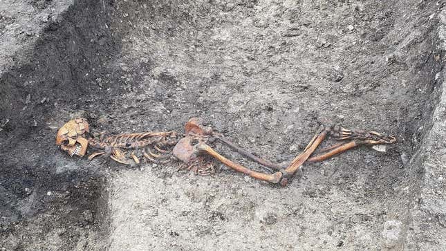 Skeleton of an adult male found at Wellwick Farm in the United Kingdom. 