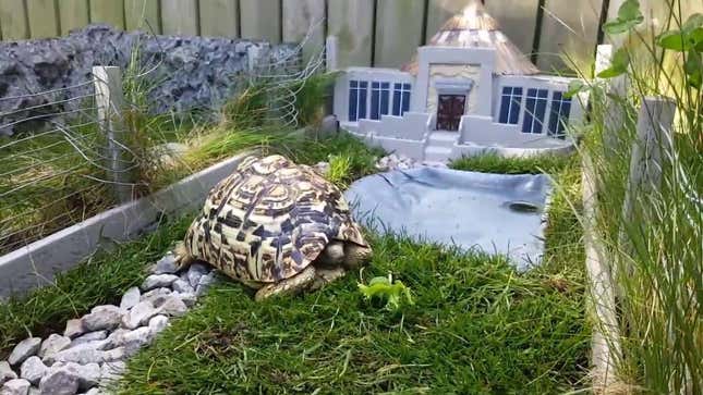 Guy Builds Tiny Jurassic Park For His Tortoise