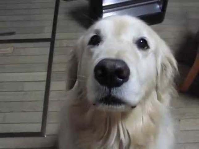 Watch a Golden Retriever Chow Down on Some Yummy Green Veggies