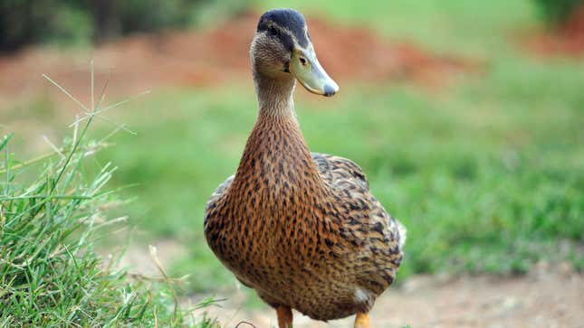 Image for article titled Mama Duck Doesn’t Recall Asking For Injured Baby To Be Rescued From Road