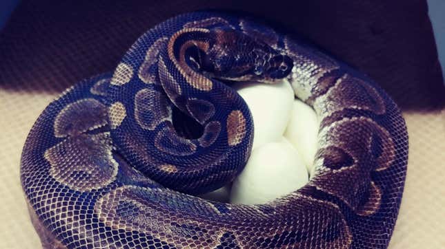 Image for article titled I&#39;m Inspired By This Old-Ass Snake Who Is Doing It For Herself