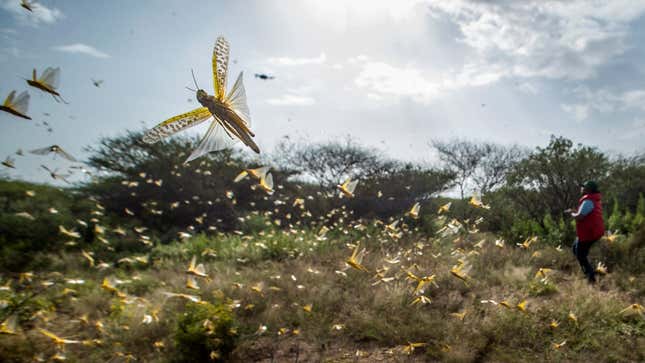 Swarming locusts in Kenya, February 1, 2020. 