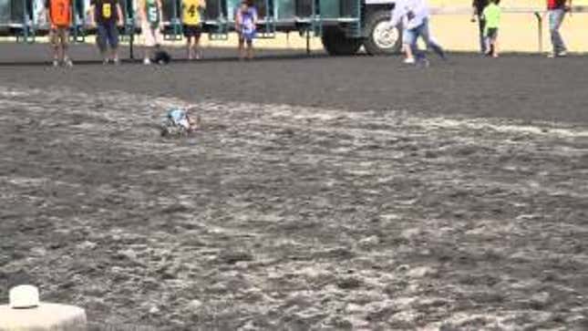 Disabled Dachshund Named Anderson Pooper Runs In Weiner Dog Race
