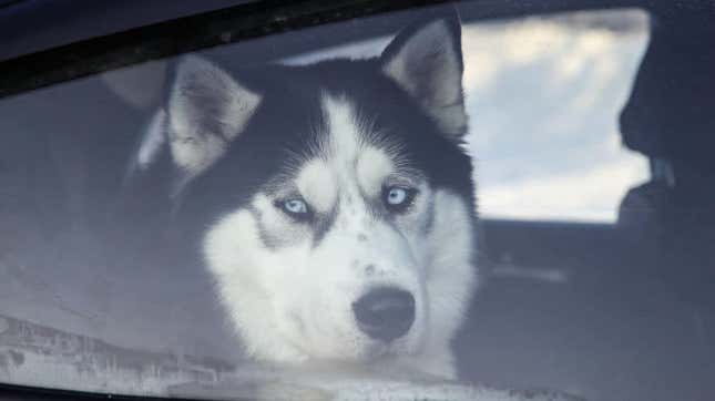 Image for article titled In Chicago, hungry dogs get a drive-thru food pantry, too