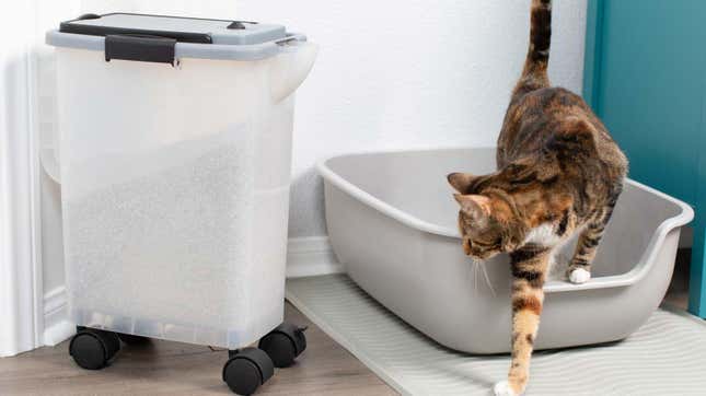 Cat litter box outlet container