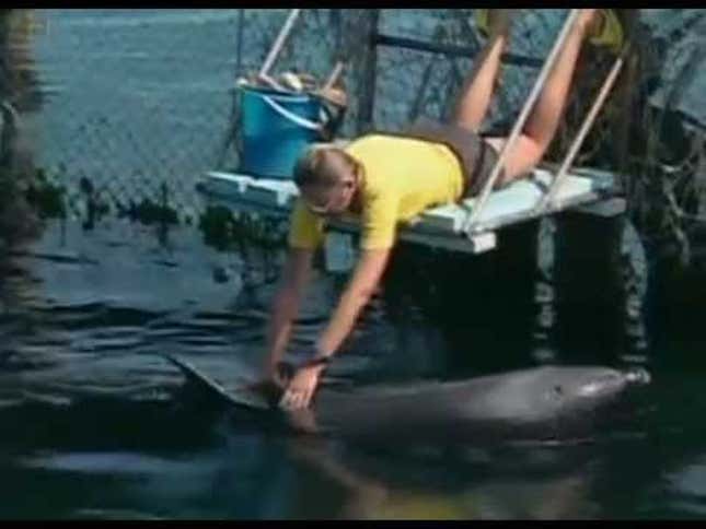 Russia Is Shopping For Dolphins To Turn Into Undersea Commandos