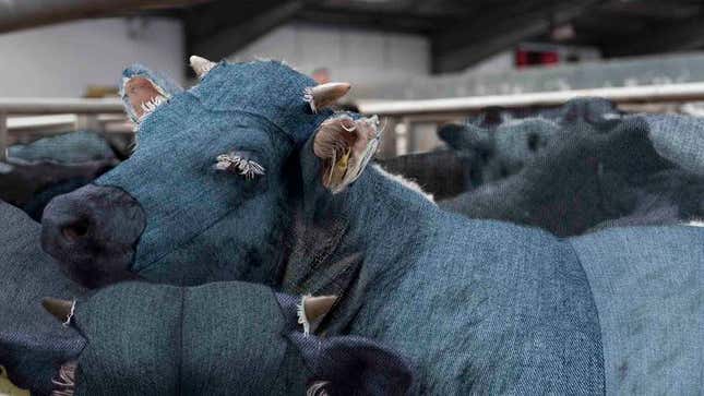 Image for article titled Levi’s Factory Implicated In Cruel Treatment Of Denim Cows