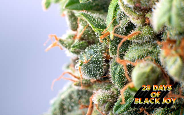 Image for article titled 28 Days of Black Joy: Cannabis Is the Blackest Thing Ever