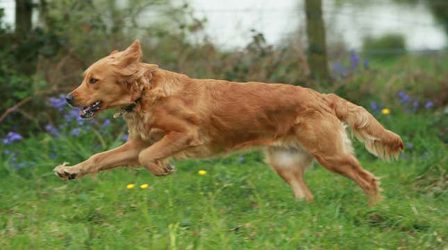 Image for article titled Heroic dog delivers groceries to homebound neighbor