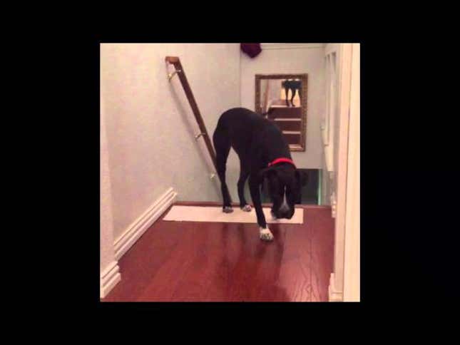 Pit Bull Copes with Fear of Doorways by Walking Through Them Backwards