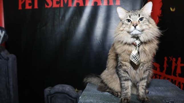 Image for article titled Meet Tonic, the tie-wearing star of Pet Sematary (who is also a cat)
