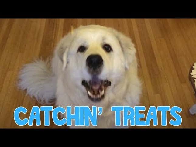 Big Ol' Goofy Dog Is Just So Damn Bad At Catching Treats