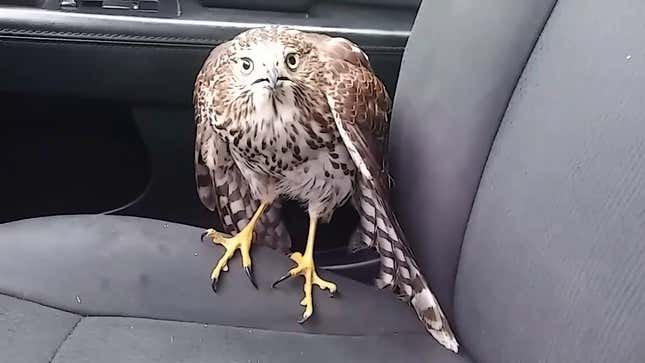 Hawk Avoids Hurricane By Taking A Cab