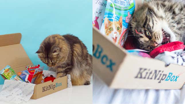 Half Off First KitNipBox, Subscription Box of Cat Toys, Treats and Goodies | $10 | Amazon