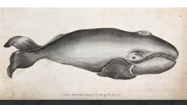 Image for article titled Whales Are Plotting Something