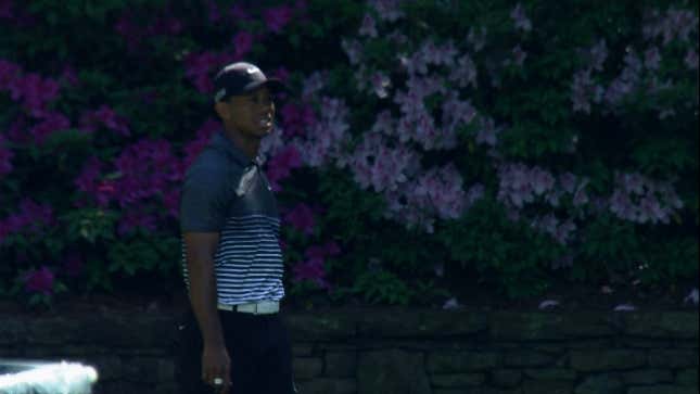 Cursin' Tiger Woods Strikes Again