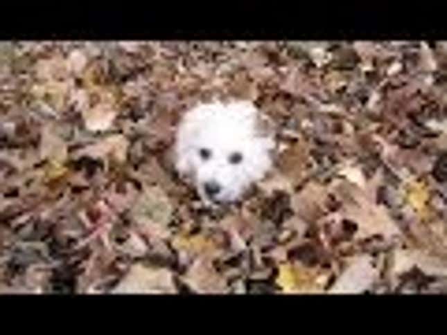 It's Fall, So Here Are Some Puppies to Celebrate the Season