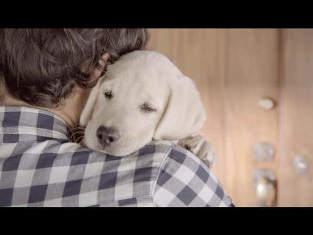 Commercial Uses Adorable Puppy to Stop You From Drinking and Driving