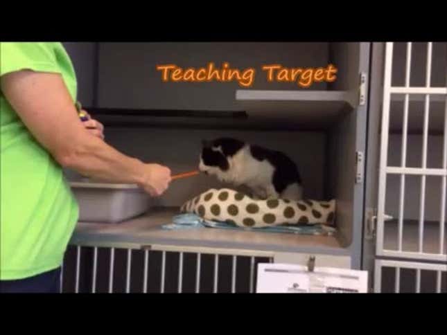 Turns Out You Can Teach an Old Cat New Tricks