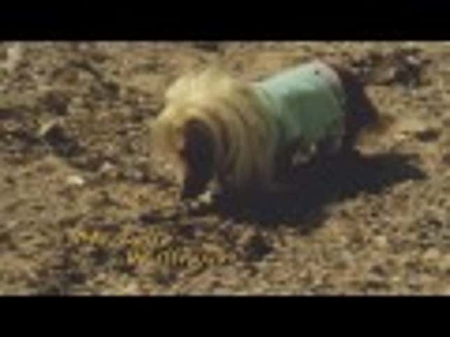 <em>Dachshund's Creek</em>: <em>Dawson's Creek</em> Finally Gets an All-Dog Remake