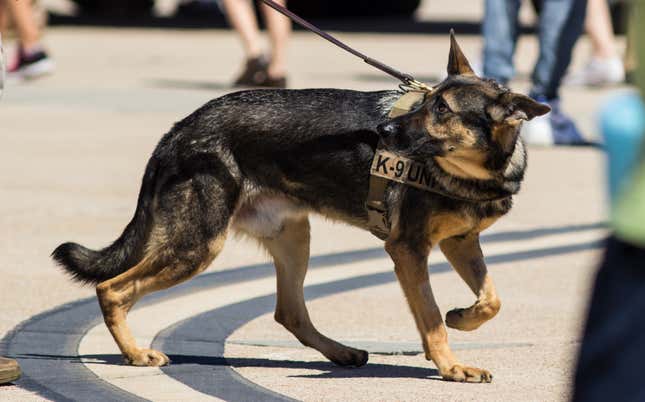 Image for article titled K9 Program Suspended in Salt Lake City After Dog Bites Black Man Who Was Complying With Police