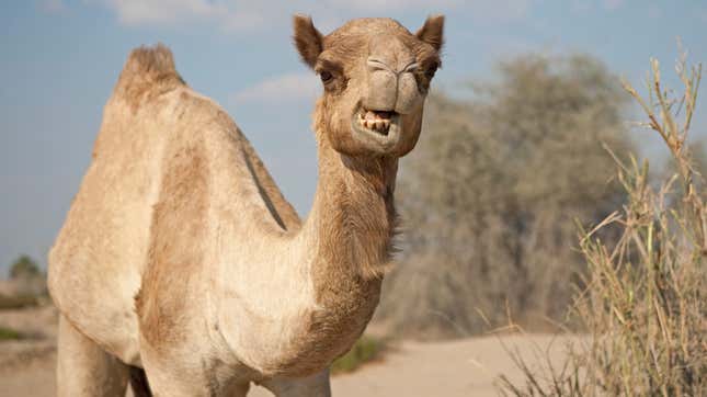 Image for article titled Last Call: If turducken isn’t enough of a challenge, try making stuffed camel