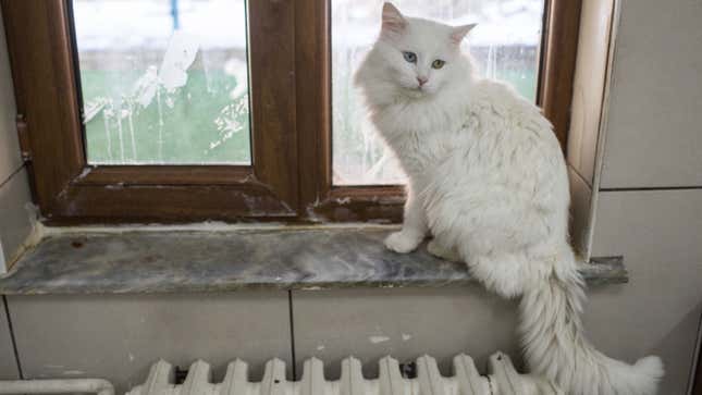 Image for article titled Señor Fluffybutt Recognizes His Name, He Just Doesn't Care to Answer