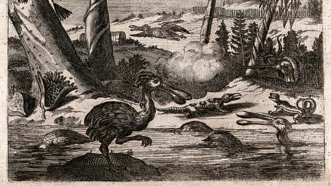 Image for article titled I Am a Doctor Too, and I Say Birds, Lizards, and Dinosaurs Are the Same Creature