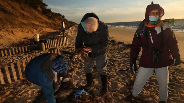 (From L) Diane Reynolds, Bob Prescott, and Nancy Braun pick up cold-stunned sea turtles off of Great Hallow Beach in Cape Cod on Dec. 3, 2020. 