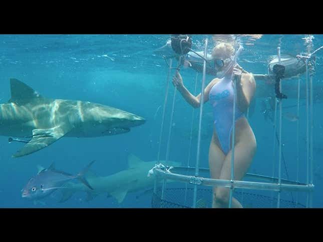 Expert Says Porn Star in Viral Shark Video Asked Him to Help Fake Attack