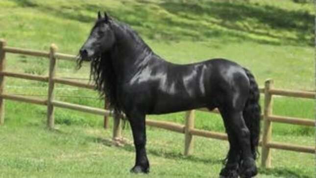 Damn, Get a Load of This Horse