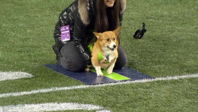 Napoleon The Racing Corgi Crushes All Challengers, Is A Very Good Boy