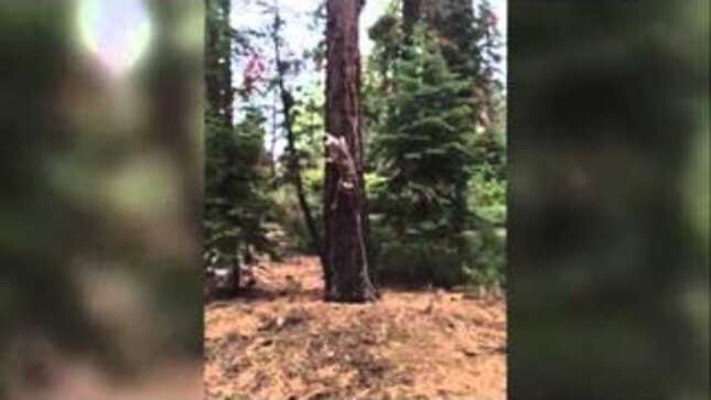 I'm Inspired By This One Dog