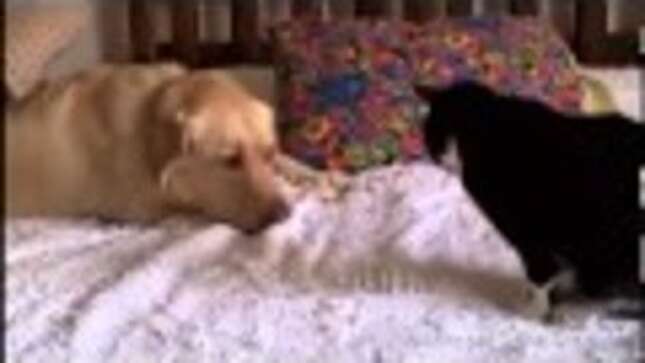 These Dogs Wanna Be Friends With Cats, These Cats Are Just Not Into It